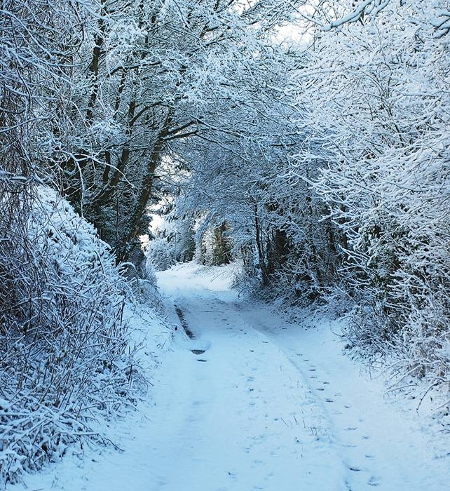 snow covered path